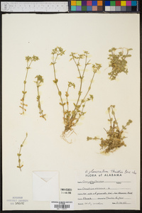 Cerastium glomeratum image