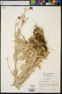 Silene coronaria image