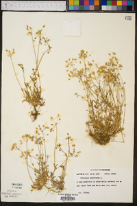 Holosteum umbellatum image