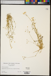 Holosteum umbellatum image