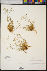 Holosteum umbellatum image