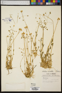 Holosteum umbellatum image