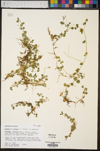 Drymaria cordata image