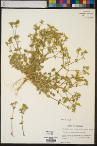 Cerastium glomeratum image