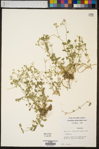 Cerastium glomeratum image