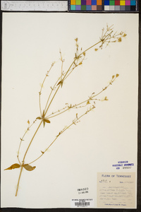 Silene stellata image