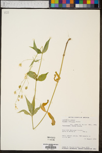 Silene stellata image