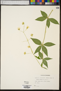 Silene stellata image