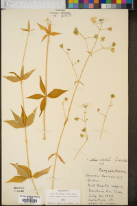 Silene stellata image