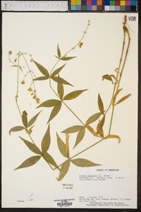 Silene stellata image