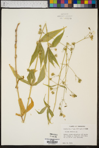 Silene stellata image