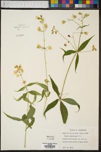 Silene stellata image