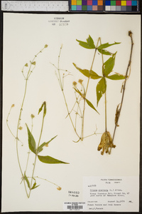 Silene stellata image