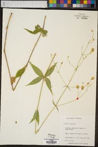 Silene stellata image