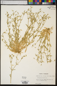 Cerastium nutans image