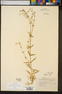 Cerastium nutans image