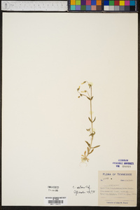 Cerastium nutans image