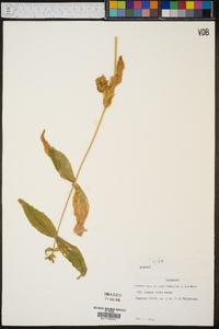 Silene ovata image