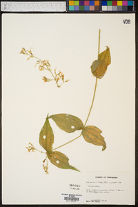 Silene ovata image