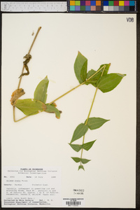 Silene ovata image