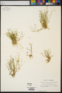 Sagina decumbens image