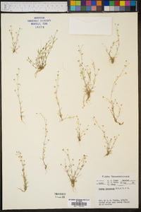 Sagina decumbens image