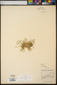 Arenaria glabra image