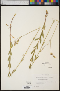 Silene vulgaris image