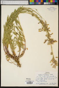 Silene vulgaris image