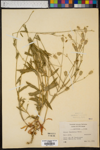 Silene vulgaris image