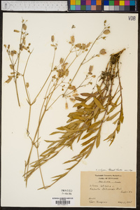 Silene vulgaris image