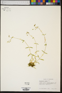 Cerastium nutans image