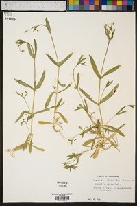 Cerastium nutans image