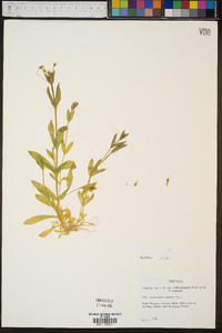 Cerastium nutans image