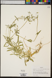 Cerastium nutans image