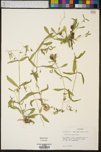 Cerastium nutans image