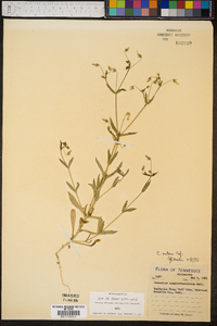 Cerastium nutans image