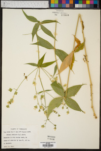 Silene stellata image