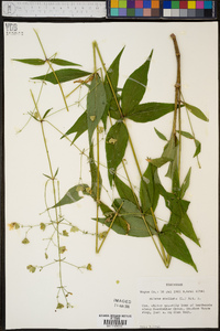 Silene stellata image