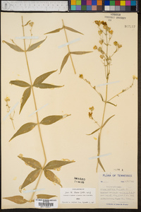 Silene stellata image