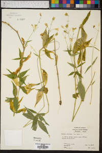 Silene stellata image