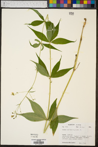 Silene stellata image