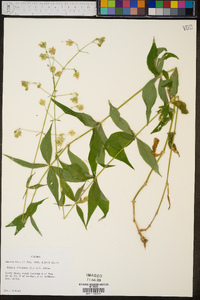 Silene stellata image