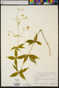 Silene stellata image