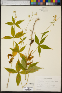 Silene stellata image