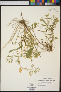 Stellaria pubera image