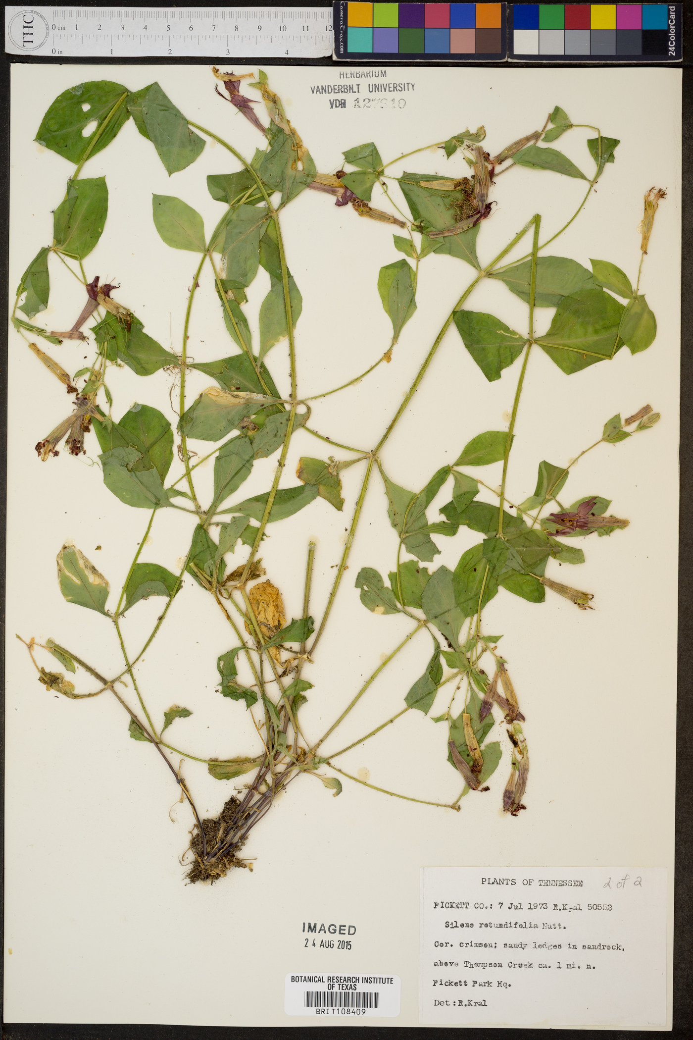 Silene rotundifolia image