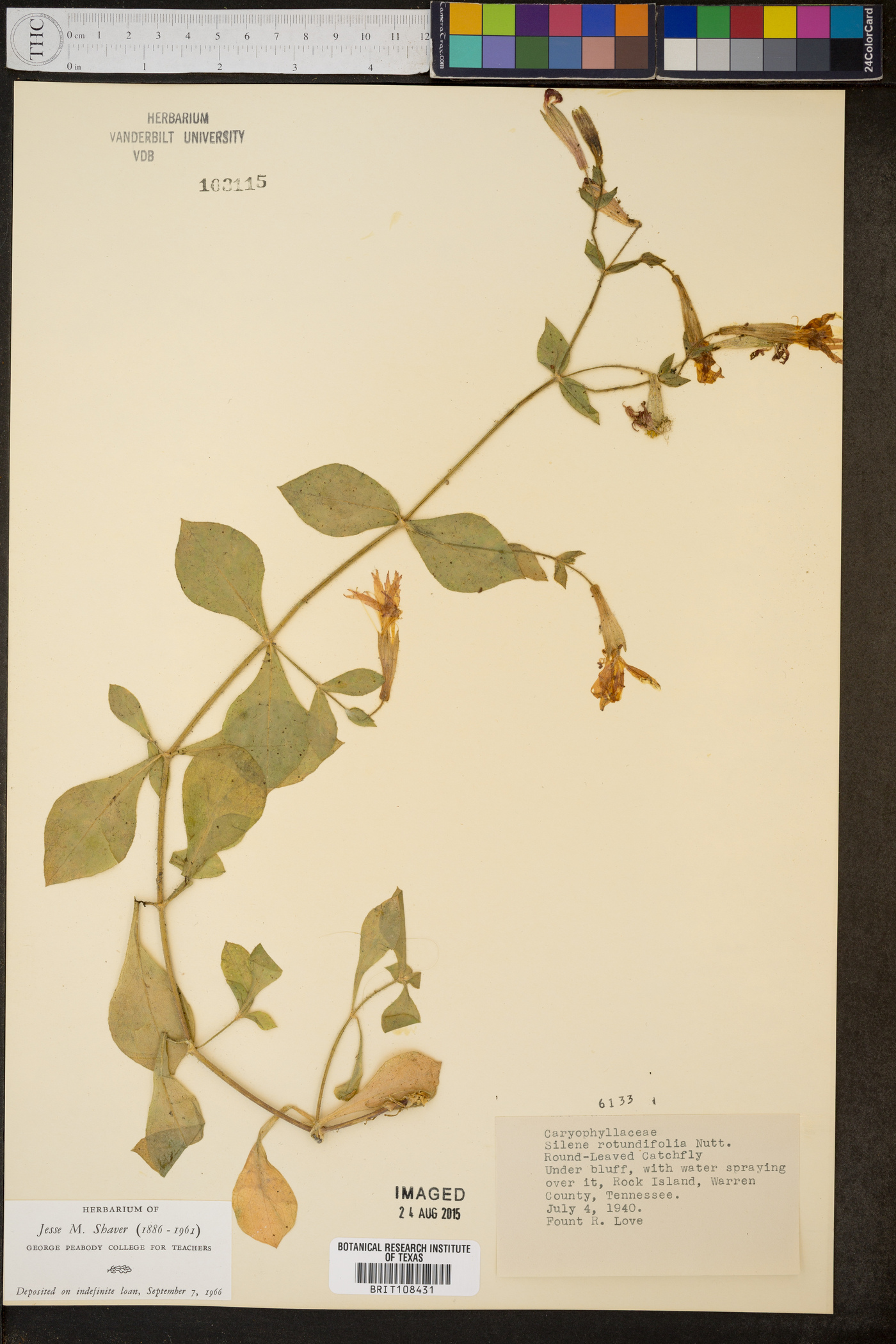 Silene rotundifolia image