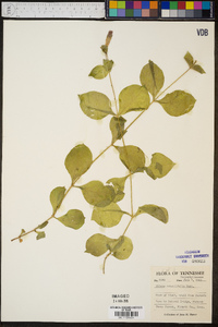 Silene rotundifolia image