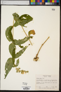 Silene ovata image